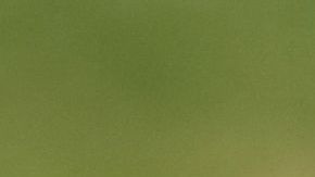 En la casa había más de 500 roedores.