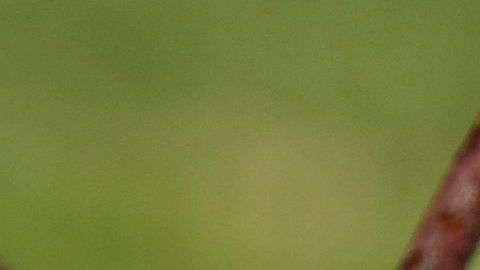 En la casa había más de 500 roedores.