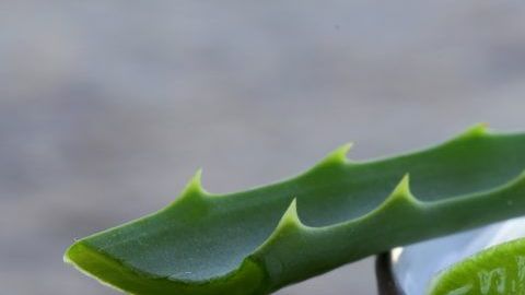 crema aloe vera