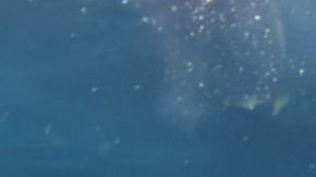 Aunque lograron rescatarlo, el surfista murió por las graves heridas que tenía.