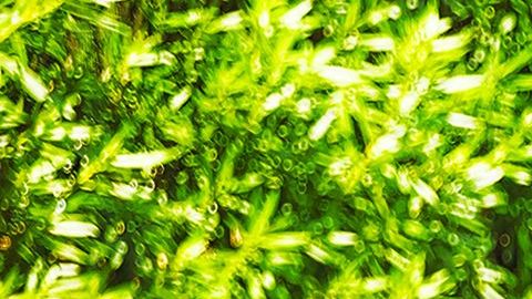 La madre mintió pues nunca fueron al parque.