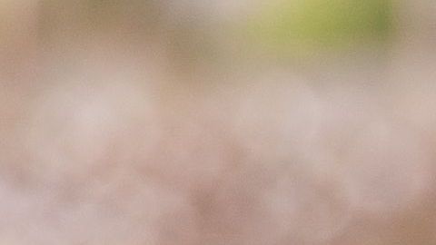 Trabajo infantil en el campo.