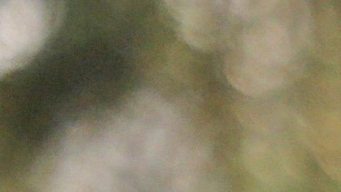 El animal aparece de sorpresa.