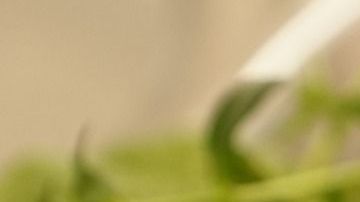 El tomillo es utilizado en rituales de protección.