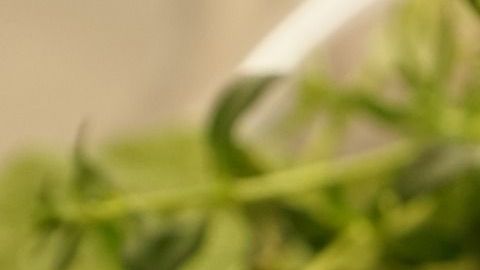 El tomillo es utilizado en rituales de protección.