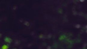 La lealtad canina quedó demostrada en este caso.