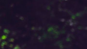 La lealtad canina quedó demostrada en este caso.