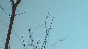 Limpia tus energías usando el elemento de tu signo zodiacal.