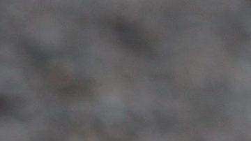 La mujer llamó a los patitos Beep, Peep y Meep, y asegura que vivirán una vida feliz.