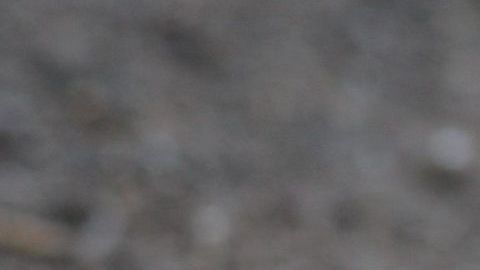 La mujer llamó a los patitos Beep, Peep y Meep, y asegura que vivirán una vida feliz.