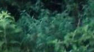 Un pequeño potro de cebra demuestra la diversidad animal.