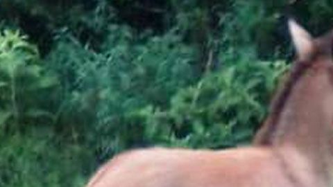 Un pequeño potro de cebra demuestra la diversidad animal.