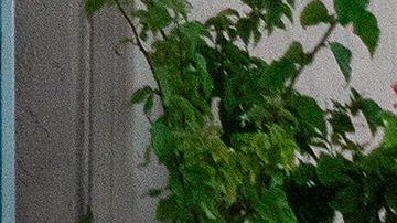 Manifestantes se quejan de los malos olores que presuntamente desprende el contenedor.