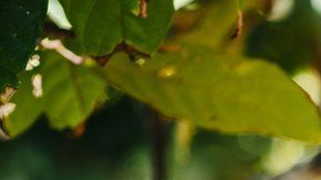 La semillas de cacao de algunos árboles de Perú son muy especiales.