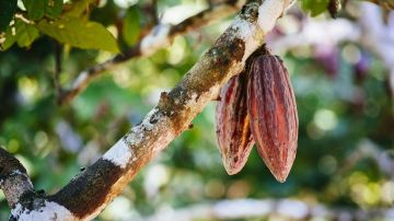 La semillas de cacao de algunos árboles de Perú son muy especiales.