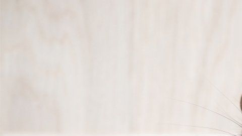 La pandemia está haciendo que las ratas cambien de comportamiento.