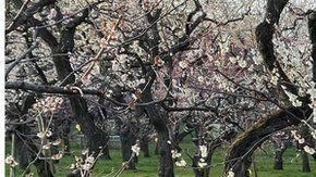 La jamaicana Danielle Thomas, de 28 años, llegó a Japón en 2016.