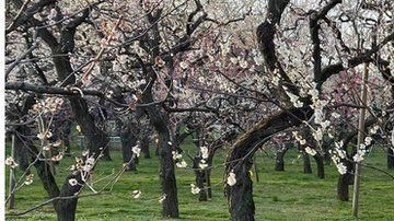 La jamaicana Danielle Thomas, de 28 años, llegó a Japón en 2016.