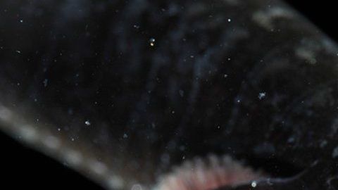 Estas criaturas son muy difíciles de fotografiar.