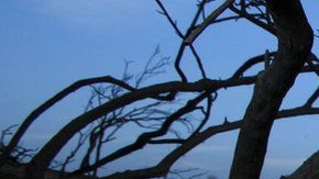 No todas las especies que sobrevivieron al impacto del asteroide prosperaron.