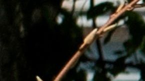 Mnuchin no especificó posibles requisitos para obtener la ayuda.