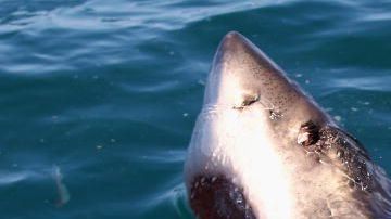 El tiburón blanco medía 13 pies.