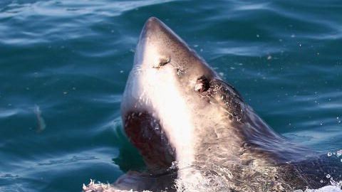 El tiburón blanco medía 13 pies.