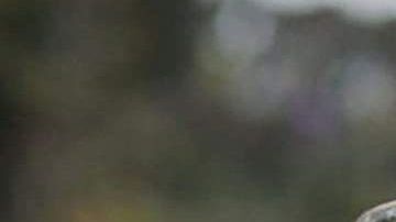 Batidos de proteínas.