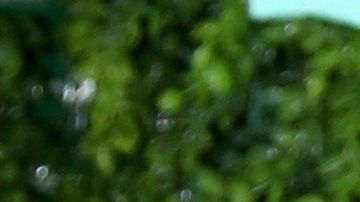 Elizabeth Gutiérrez y William Levy.