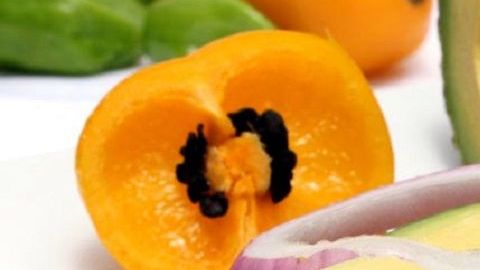 Canibalazzo-Panucho Commons