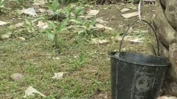 Los monos se la pasan encadenados.