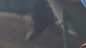 Cazuela de barro con escamoles (huevos de hormiga), preparados con hojas de menta. Santiago de Anaya, Hidalgo. México.