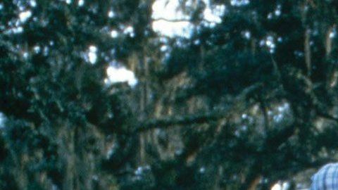 Coree Woltering emuló a Forrest Gump corriendo por una parte de EE.UU.