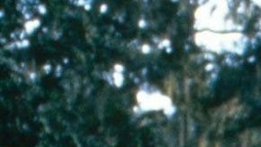 Coree Woltering emuló a Forrest Gump corriendo por una parte de EE.UU.