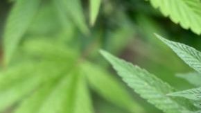 Actualmente está en proceso la aprobación de ley para regular el uso de la marihuana en México.