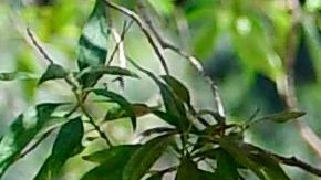Los demócratas reconocen que el coronavirus marcó aún más las diferencias económicas entre algunos grupos étnicos y raciales.