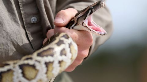 Imagen de archivo de una pitón birmana capturada en los Everglades de Florida.