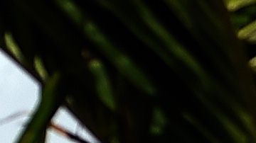 Trabajo a distancia en Barbados con incentivo a los nómadas digitales