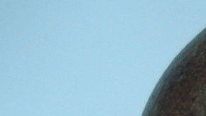 Los monjes budistas en el siglo XIII fueron los primeros en cultivar la fruta.