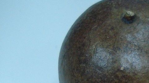 Los monjes budistas en el siglo XIII fueron los primeros en cultivar la fruta.