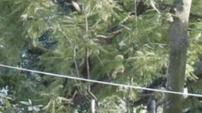 Narcos trasladan drogas en peluches, piñatas y hasta quesos a EE.UU.