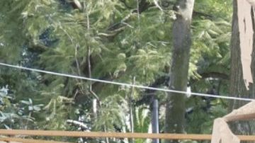 Narcos trasladan drogas en peluches, piñatas y hasta quesos a EE.UU.