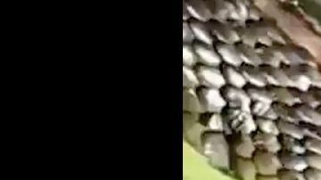 La serpiente marrón oriental.