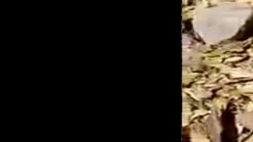 VIDEO: Madres buscadoras hallan restos de unas 18 personas en fosas clandestinas del narco