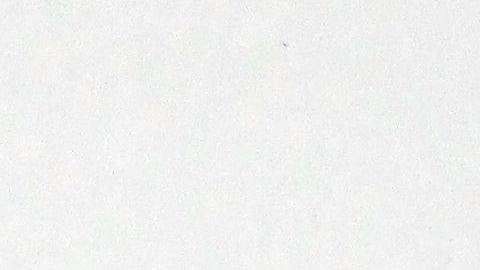 Legisladores demócratas apuestan por otro pago único de $1,200.