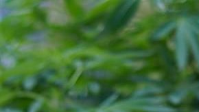 Los activistas mantienen el Plantón 420 frente al Senado.