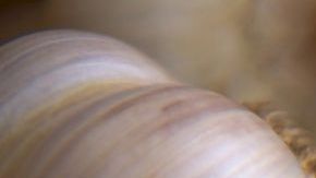 Un compuesto llamado disulfuro de dialilo que se produce en el ajo puede actuar contra las enzimas en el cuerpo que dañan el cartílago.