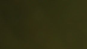 La tortuga es originaria de China y se encuentra en peligro de extinción.