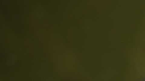 La tortuga es originaria de China y se encuentra en peligro de extinción.