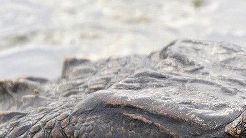 El animal golpeó el bote y provocó que el hombre caiga al agua.